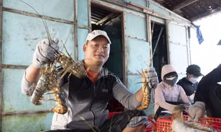 Trung Quốc sẽ tạo cơ chế đặc biệt cho tôm hùm bông Việt Nam