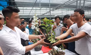 Lan đột biến giá trăm tỷ có sự thao túng tạo giao dịch ảo?