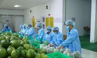 Động lực giúp xuất khẩu rau quả ngược dòng cán mốc kỷ lục