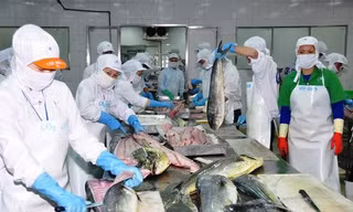 Xuất khẩu thủy sản sang Mỹ, EU lo ‘tắc’ vì thủ tục