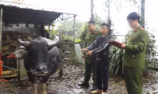 Đề nghị Bộ Quốc phòng, Bộ Công an vào cuộc chặn nhập lậu trâu bò qua biên giới 