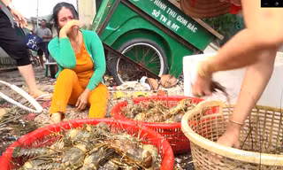 Công bố nguyên nhân tôm hùm, cá biển chết la liệt 