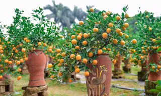 Quất lọ bonsai trồng trong bình gốm gây sốt