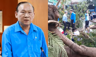 Vụ cây đổ trong trường khiến học sinh tử vong: Hiệu trưởng THCS Bạch Đằng nhận trách nhiệm