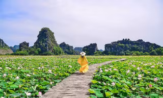 Đẹp lụy tim con đường gỗ giữa cánh đồng sen đang nở rộ ở Hang Múa (Ninh Bình)