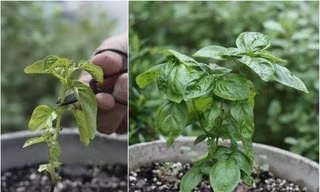 Húng quế: Vị thuốc quý dễ mua dễ trồng