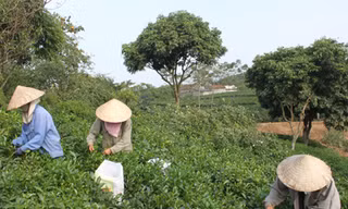 Tìm thương hiệu cho chè Việt