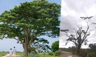 Xót xa “cây Mắt Biếc” trơ trụi sau bão số 5, khắp thành phố Huế ngổn ngang cây đổ