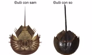 Hai người ngộ độc, nguy kịch vì ăn nhầm so biển tại quán ốc