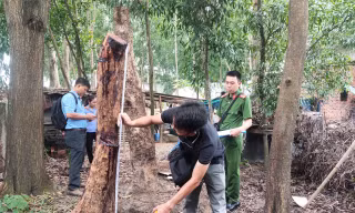 Bắt đối tượng trộm cây gỗ quý tại rừng phòng hộ ở Bà Rịa Vũng Tàu