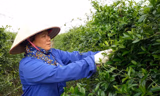 Công bố Quốc tế về 9 chất mới điều trị tiểu đường từ dây thìa canh