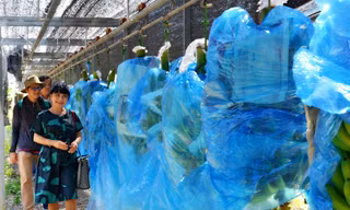 Chuối xuất khẩu chạy trên ròng rọc từ vườn về khu sơ chế