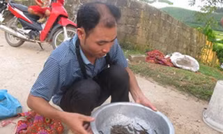 Ồ ạt bắt đỉa, vỗ béo đem bán