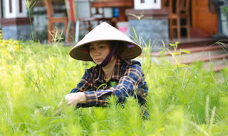 Chị Mai mở hướng giúp hàng trăm gia đình làm giàu từ trồng cây công trình