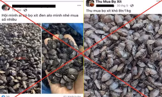 Công an cảnh báo thủ đoạn lừa đảo mua bọ xít đen giá cao