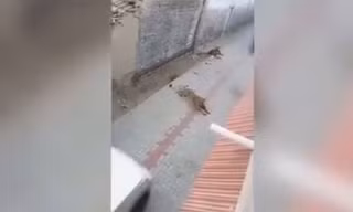 Sư tử xé xác bò khiến dân làng kinh hãi