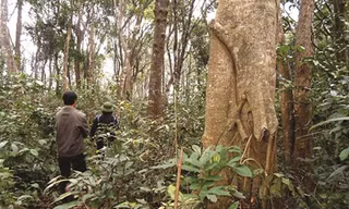 Khu rừng đặc biệt Rừng Lòi Chùa là khu rừng nguyên sinh hiếm hoi hiện hữu sát bên những ngôi nhà ngói ở thôn Đông Thành - nằm cách TP.Đồng Hới chừng 10km, cách quốc lộ 1A chừng 4km. Đã hàng trăm năm nay, người dân luôn xem đây là khu rừng thiêng và là “l