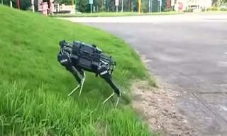 Chó robot Trung Quốc giá 30.000 USD mỗi con