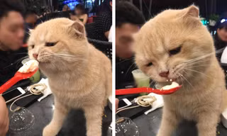 Thú cưng còn được chủ sẵn sàng bón kem, cưng nựng như này. Nguồn: Facebook.