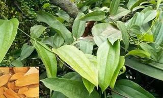 8 bài thuốc nam chữa dị ứng hiệu quả