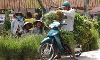 Mua bán cỏ ở chợ cỏ Ô Lâm trong mùa nước nổi.