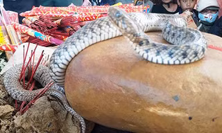 Hai con rắn nhỏ xuất hiện trên ngôi mộ vô danh mà không rời đi, khiến người dân đồn thổi là rắn thần. Ảnh: M.T
