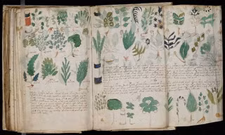 Hình vẽ thực vật trong bản thảo Voynich. Ảnh: Wikimedia.