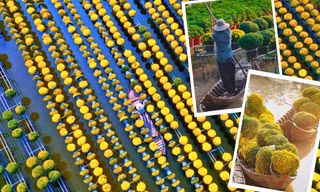 Đồng Tháp: Rực rỡ mùa hoa Tết tại Sa Đéc - "thủ phủ hoa" của miền Tây 