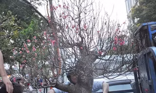 Người Sài Gòn bỏ tiền triệu mua gốc đào “Nam tiến“