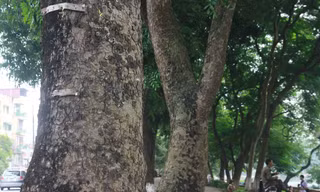 Chặt hàng cổ thụ đẹp nhất Hà Nội: Xót xa như rụng bàn tay