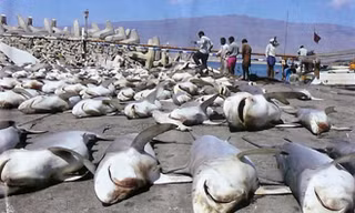 Từ 63 tới 273 triệu cá mập đã mất mạng vì con người trong năm 2010. Ảnh: oceancrusaders.org. 