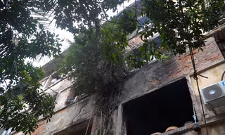 Cây xanh mọc um tùm dọc tường nhà tập thể cũ
