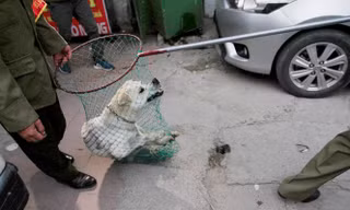 Một chú chó bị Đội săn bắt chó thả rông bắt giữ trên địa bàn phường Hạ Đình (Thanh Xuân, Hà Nội) Ảnh: Trường Phong 