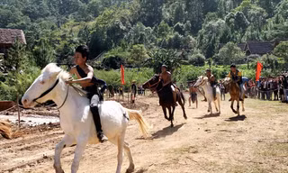 Ngựa không yên tung vó trên cao nguyên 