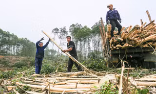 Vất vả nghề 'phu gỗ keo' ở vùng núi Hà Tĩnh
