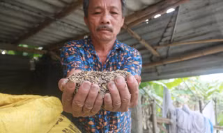 Lúa của người dân thôn Phước Thuận - Phước Hậu có màu đen, gạo không thể ăn được. Ảnh: Nguyễn Thành