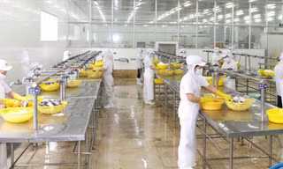 Doanh nghiệp xuất khẩu thủy sản gặp khó sau khi xung đột Nga - Ukraine xảy ra