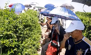 Nhờ Dây thìa canh nghiên cứu quốc tế, tôi sống khỏe với bệnh tiểu đường