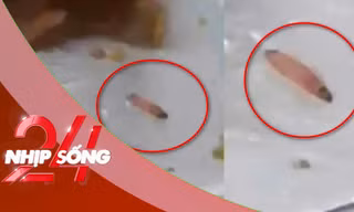NHỊP SỐNG 24: Nhà trường lên tiếng vụ ấu trùng trong suất ăn bán trú