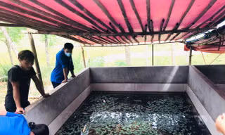 Biến ruộng hoang thành ao nuôi con 'siêu đẻ', chàng trai 9x bỏ túi hàng trăm triệu 