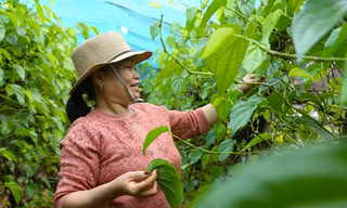 Vào mùa 'đếm lá thu tiền', nông dân thu tiền triệu mỗi ngày