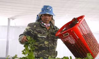 Bí quyết nuôi con 'khó chiều' của người dân ven sông