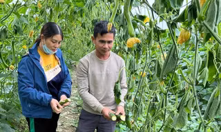  Xót xa nhìn 12.000 gốc bí sắp thu hoạch bị kẻ gian phá hoại