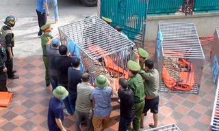 Vụ 9 con hổ còn sống sau giải cứu: Sẽ bàn giao cho 2 tỉnh đủ điều kiện chăm sóc