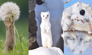 Có quá nhiều "sự cute" ở đây: Sóc yêu hoa, chồn tuyết tinh nghịch khiến ai cũng tan chảy! 