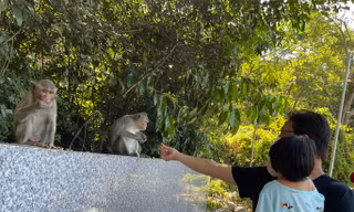Hình ảnh hàng trăm con khỉ chọn cửa chùa làm nơi nương náu 