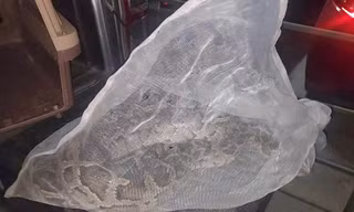 Trăn dài 1,7 mét bò vào bãi xe chung cư ở Bình Thạnh