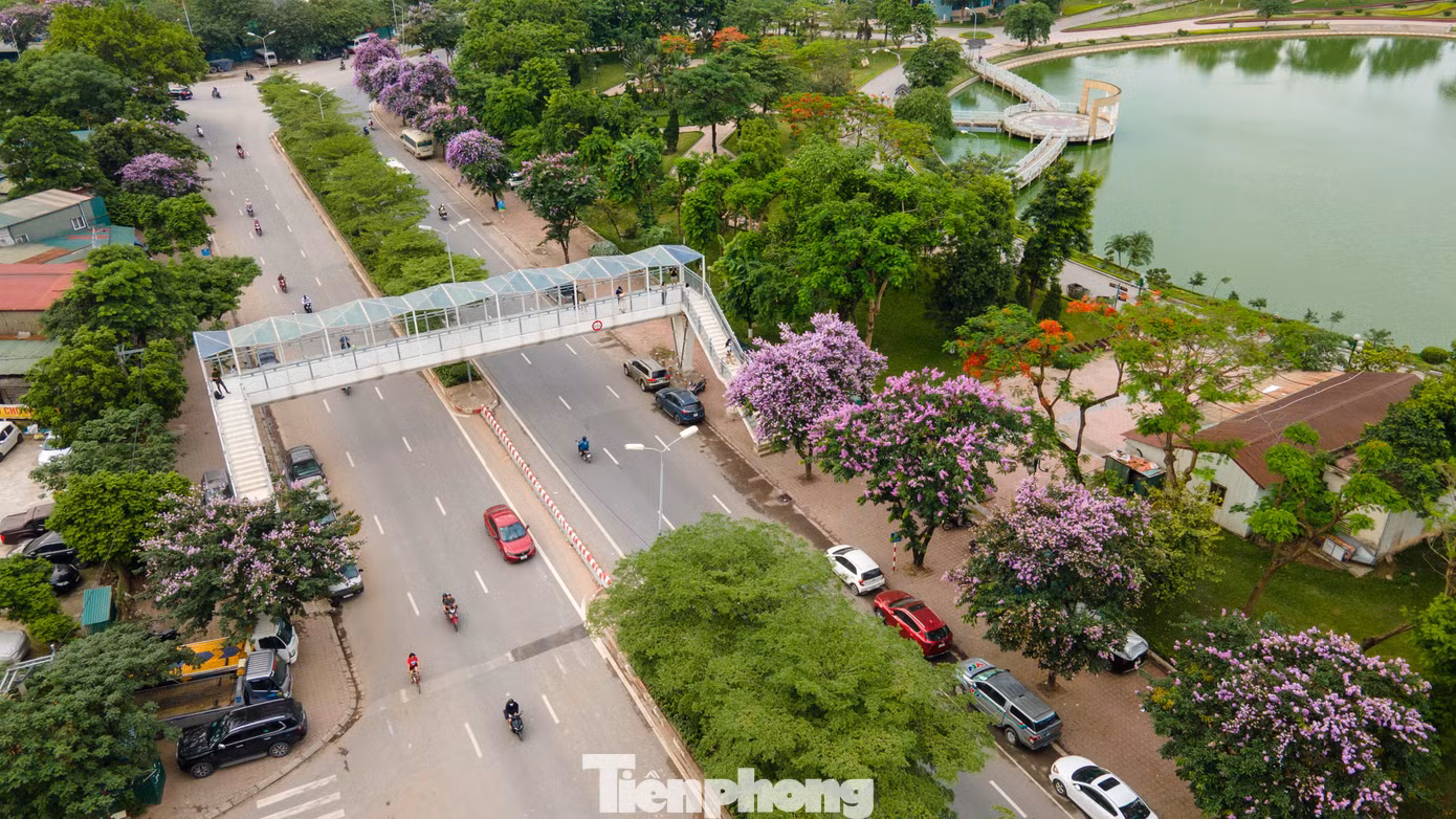 tp-hoa-bang-lang26.jpg