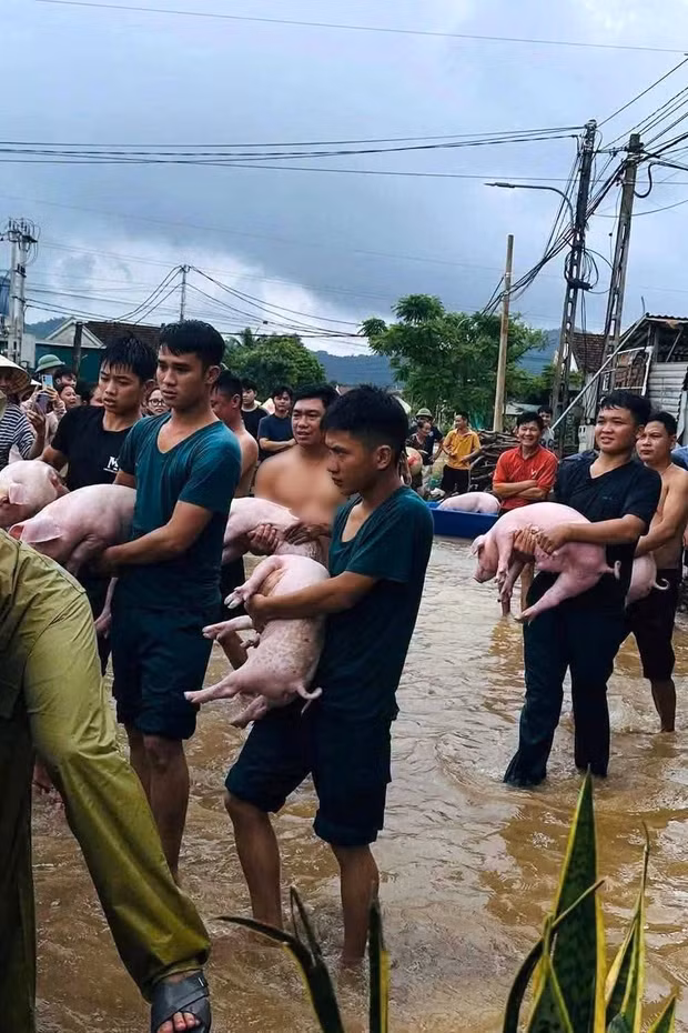 Hàng chục người 'giải cứu' đàn lợn ra khỏi dòng nước lũ