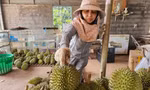 Sầu riêng rớt giá do... ông trời